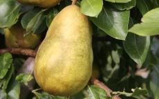 Buy Gorham pear trees