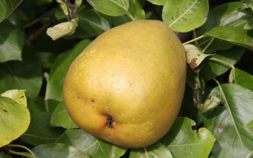 Gorham pears