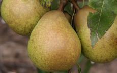 Josephine de Malines pear trees