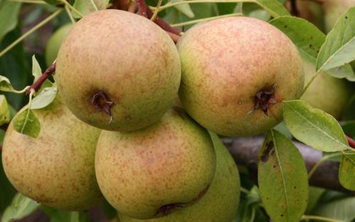 Josephine de Malines pears