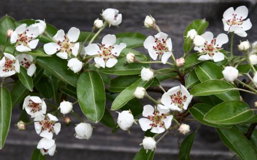 Louise Bonne of Jersey pear blossom