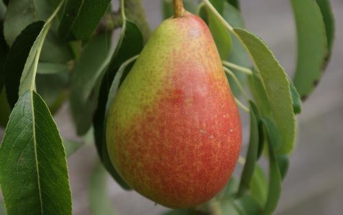 Louise Bonne of Jersey pears