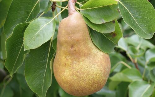 Merton Pride pears