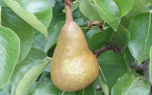 Merton Pride pears