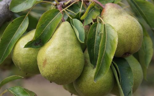 Packham's Triumph pears