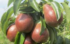 Buy Sensation pear trees
