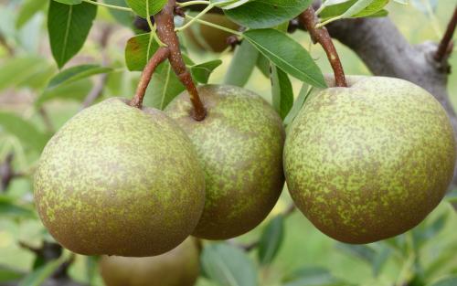 Winter Nelis pears