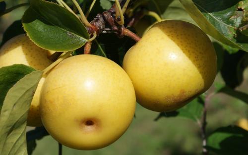 Shinseiki pears