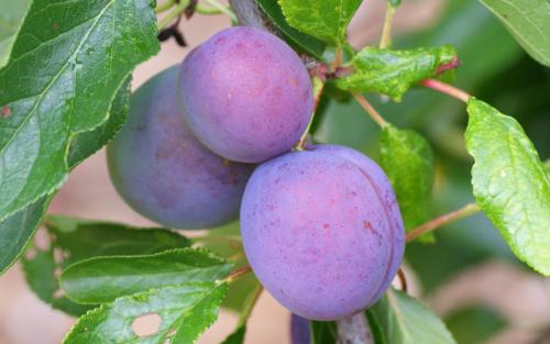 Kirke's Blue plums