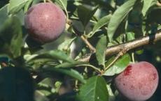 Methley japanese plum trees