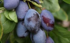 Purple Pershore plum trees