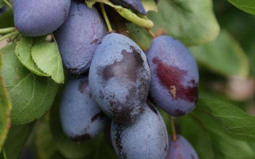 Pershore plums