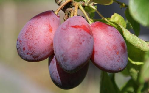 Pershore plums