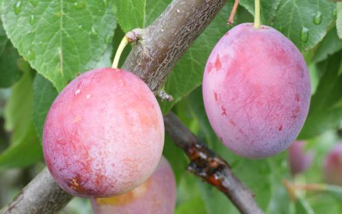 Seneca plums