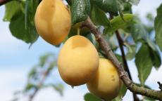 Yellow Pershore plum trees