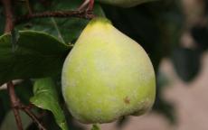 Buy Meech's Prolific quince trees