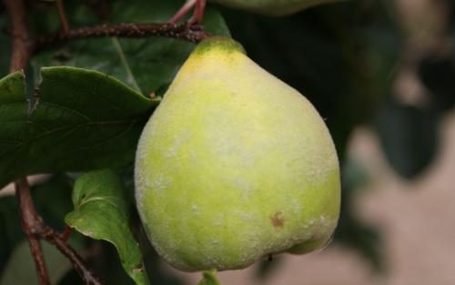 Cydonia oblonga Meech's Prolific quince fruits