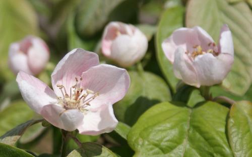 Cydonia oblonga Meech's Prolific blossom