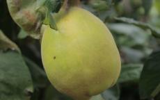 Vranja quince trees