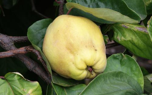 Cydonia oblonga Vranja quince fruits