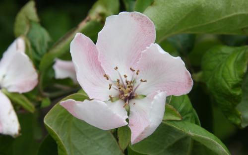 Cydonia oblonga Vranja blossom