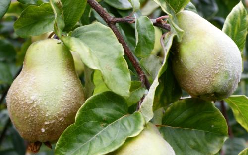 Cydonia oblonga Champion quince fruits