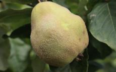 Buy Portugal quince trees