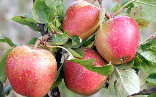 Adams Pearmain apples