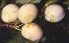 Warwickshire Drooper plum trees