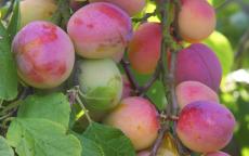 Avalon plum trees