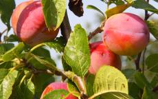 Avalon plum trees