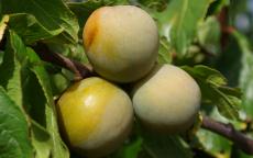 Buy Reine Claude de Bavay gage trees