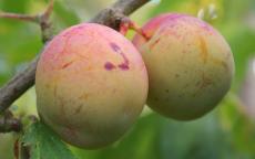 Early Transparent Gage plum trees