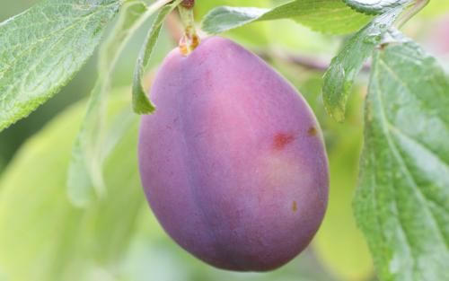 Belle de Louvain plums