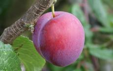 Excalibur plum trees