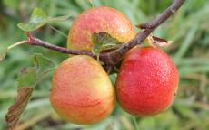 Chivers Delight apple trees