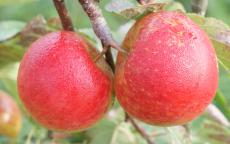 Chivers Delight apple trees