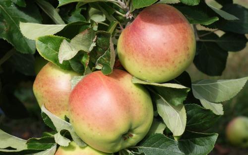 Scotch Dumpling apples