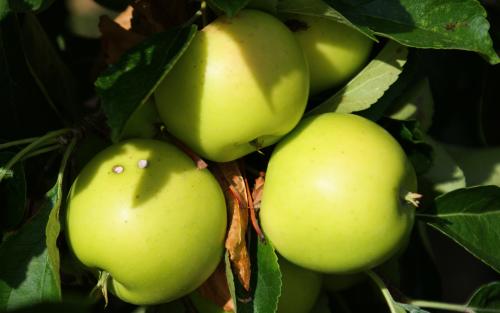 Greensleeves apples