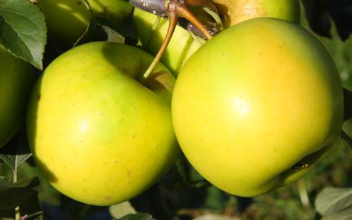 Greensleeves apples