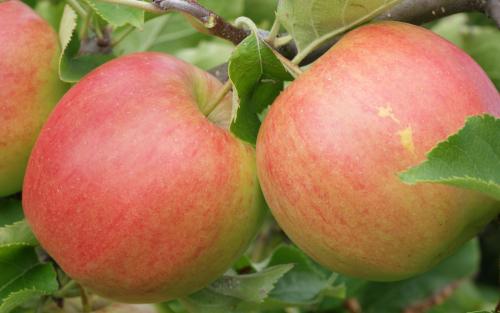 Jonagold apples