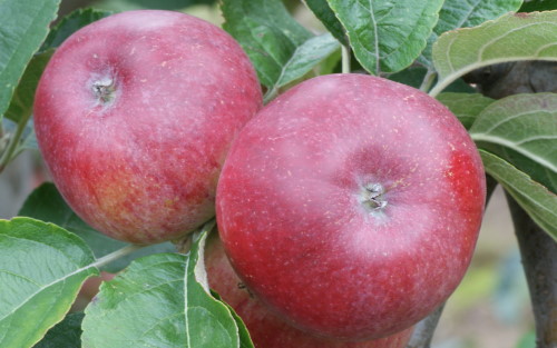 Kingston Black apples