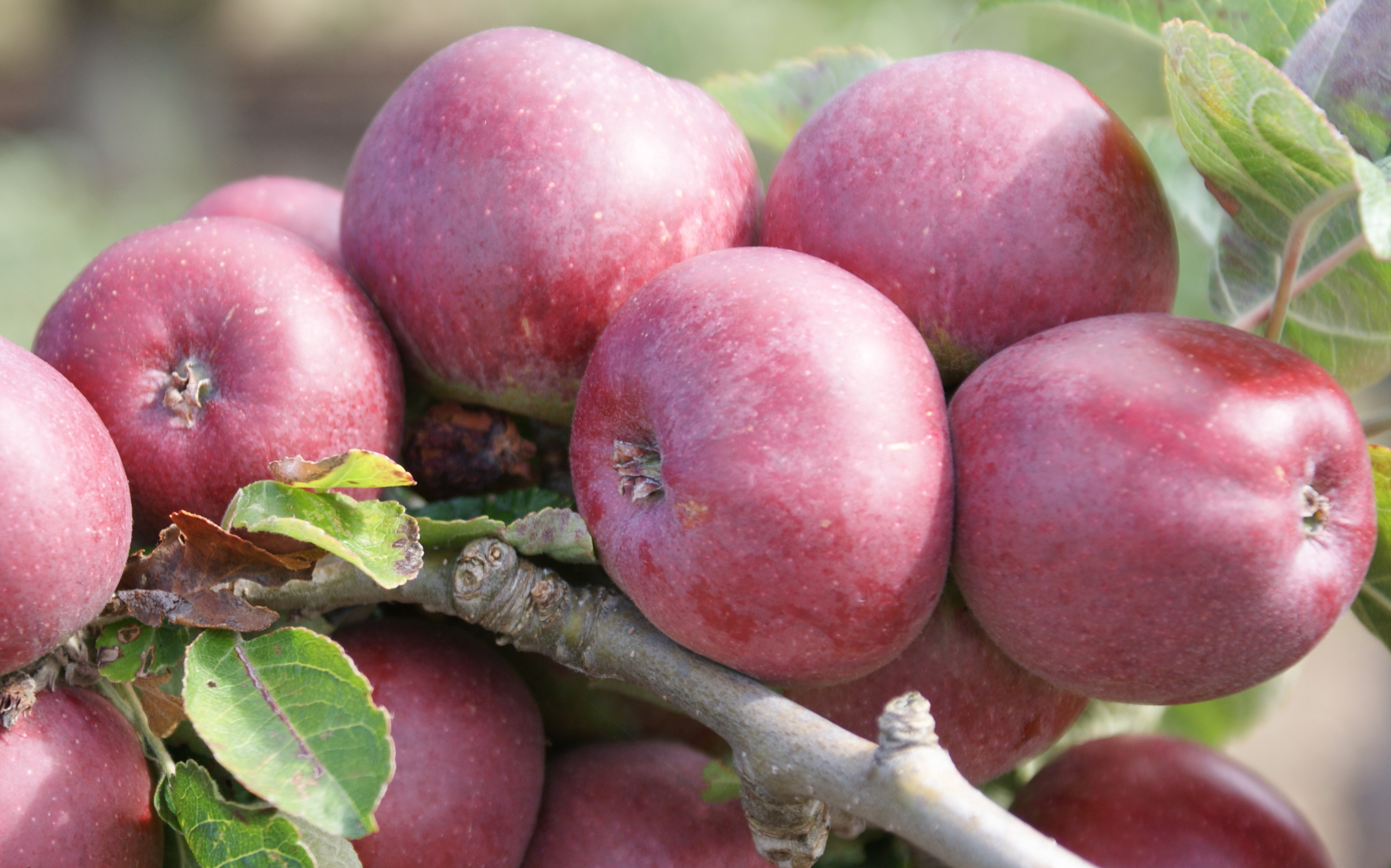 Buy Kingston Black cider apple trees