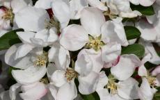 Golden Gem crab-apple trees