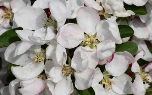 Malus Golden Gem blossom