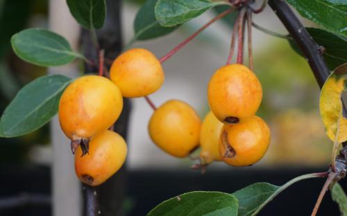 Golden Gem crab apples