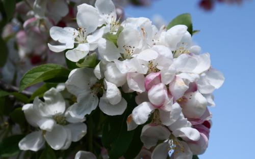 Malus Golden Gem blossom