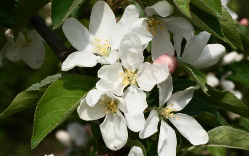 Malus John Downie blossom