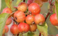 Evereste crab-apple trees