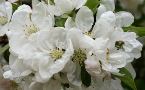 Malus Evereste blossom